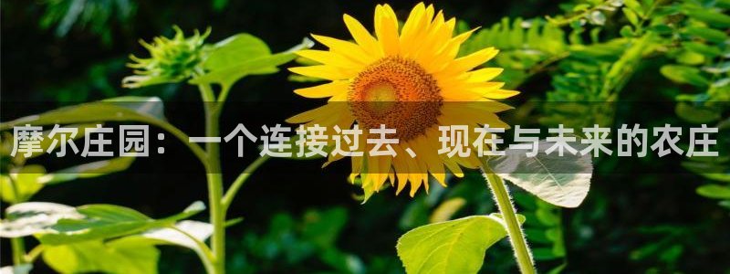 金齿科年会