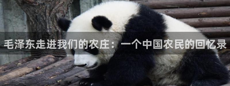 金辉城年会视频