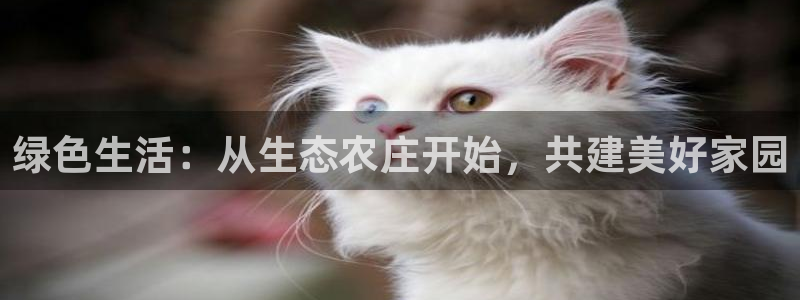 2022金年会