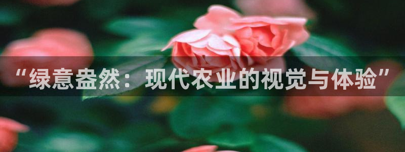 金金年会