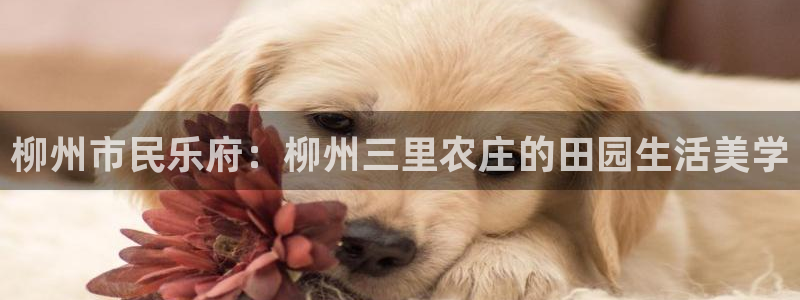 世纪金源年会