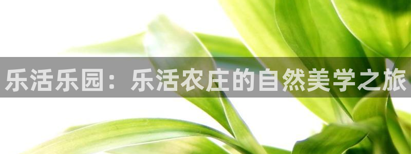 今年会金年会