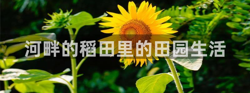 金年会体育苹果下载