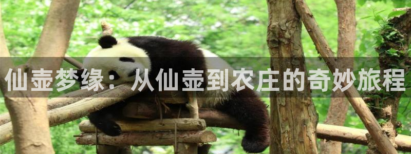 金年会体育官网